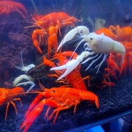 Freshwater ornamental lopster UK 2-4 cm contents 10 easy to cultivation grade A ready to cultivation