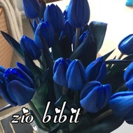NEW Benih bibit biji bunga tulip biru full asli belanda
