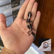 African Fat Tailed Gecko (Female)