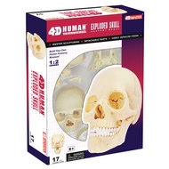 4D MASTER HUMAN模型/頭骨1:2