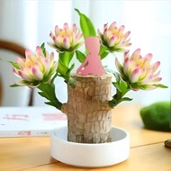 Brazilian Wood Plant,Fortune Brazil Wood Potted Plant,Brazilian Wood Hydroponic Plant, Brazilian Luc