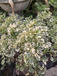 Variegated Papua Live Plant (FOR LUZON AREA ONLY!!!)