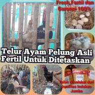 Fress Telur Ayam Pelung Fertili