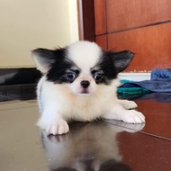 NEW Chihuahua puppy long hair betina
