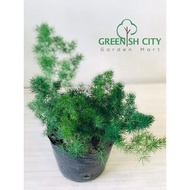 GNC - Asparagus Live Plant Pokok Fern Paku Pakis Hiasan Indoor 蓬莱松