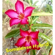 adenium  -  KEMBOJA CINA - SOMALENSE HYBRID