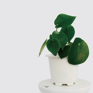 │ 窯瓷系列 │ 荷葉椒草 - 空氣淨化 觀葉植物 瓷器 水耕盆栽
