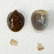 【嘉嘉寵物】💯天然貝殼🐚笠螺 殼🐚 收藏擺飾、水族造景