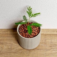 小豆樹 莫蘭迪色系直紋陶盆 室內植物 觀葉植物 禮物 盆栽