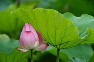 【罕見長鏡】Vivitar 600mm F8 T T2 接環 可拆成兩截攜帶 ,適合拍荷花,飛鳥,月球