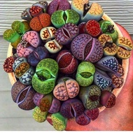 50 เมล็ดพันธุ์ เมล็ด ซักคิวเลนต์ หรือ ไม้อวบน้ำ กระบองเพชร ไลทอปส์ (Lithops) Succulent seeds อัตราการงอก 80-85%