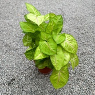 90s Greenovation Live plant Big Syngonium Gold 合果芋 P150