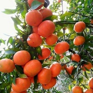 Bibit jeruk Santang Madu