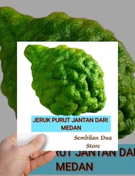 Jeruk Purut Ute Pangir Jeruk Medan Jantan Betina