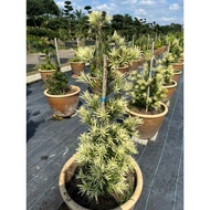 pokokPodocarpusnew虎斑罗汉松bonsaipokokmurah