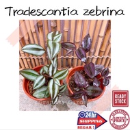 (GG real plant) tradescantia zebrina  wandering Jew pokok hidup hiasan rumah gantung live hanging in