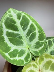 水晶花燭 Anthurium crystallinum