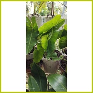 ∤ ♨ ⭐ STABLE & LIVE!!! BURLE MARX PHILODENDRON  PLANT