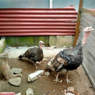 sepasang Ayam Kalkun dewasa