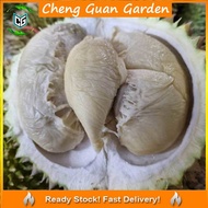 Anak Pokok Durian D17 Chiat Chi Import Dari Thailand