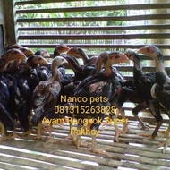 Ayam Bangkok Asli Pakhoy- Ayam Bangkok Super Terlaris