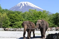 【東京童話書】迪士尼、野生動物園、摩天輪、麗莎卡斯柏、螃蟹、溫泉5日