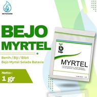 Benih / Biji / Bibit Bejo Myrtel Selada Batavia - Kemasan 1 Gram