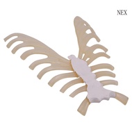 NEX Human Skeleton Anatomical Model Human Sternum Model for Classroom Teaching
