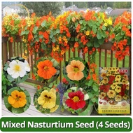 Rare Nasturtium Plant Seeds (4 Seeds) Benih Pokok Bunga Mixed Color Nasturtium Seeds Flower Seeds fo
