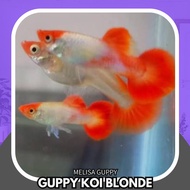 ikan guppy BLONDE SNAKESKIN KOI SALE PERPAKET 50rb isi 8 EK /4 psg