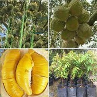 Anak Pokok Durian Musang King  Hybrid 100% by AL PLANT