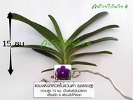 แขนงต้นกล้วยไม้แวนด้า พชรบลู สีม่วง (Vanda Patchara Blue Orchid Plant) สูง 15 ซม. มี 4-5 คู่ใบ