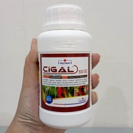 CIGAL 500 SC 250ml Fungisida Tebukonazol 125g/l + Klorotalonil 375g/l