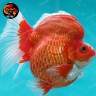 Ikan hias aquarium mas koki RYUKIN RED