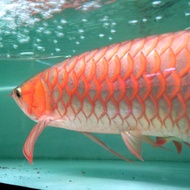 ikan arwana super red metalik 45cm