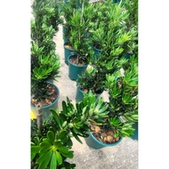 💥Bonsai Podocarpus Kekwa (Outdoor Plant) Tinggi 1kaki