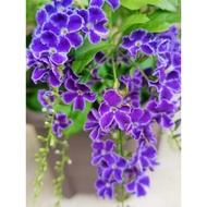 Duranta purple / bunga langit Outdoor plant 蕾丝金露花/2 cuttings/2 keratan/2 剪枝