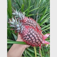 Nanas merah muda asli nanas hutan obat herbal