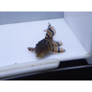 L397 Pleco Fish-Alenquer Tiger Pleco 3.5cm-4cm(Buy5Free1)