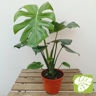 Monstera Deliciosa (Polysbag) IOB