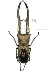 Cyclommatus metallifer finae Peleng Is. 美它利佛細身赤鍬形蟲84mm