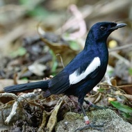 burung kacer dada hitam jantan pilihan