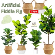 [SG STOCK] Artificial Plant Fiddle Fig Plant Artificial Fake Plants Home Deco Indoor Suitable Event 