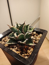 龍舌蘭 麻花龍 植物 嚴龍 Agave Plant 塊根 多肉