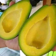 ANAK POKOK AVOCADO BUAH BESAR