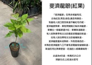 心栽花坊-斐濟龍眼/紅肉/4吋/水果苗/實生苗/龍眼品種/售價280特價250