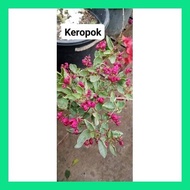 ◱ ▦ ◨ SALE!! BOUGAINVILLEA CUTTINGS