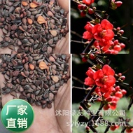 Begonia Bellflower Begonia Seed Stick Begonia is Rose Branch Papaya Plant Begonia Seed