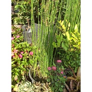 BIG POT HORSE TAIL BRISTLE