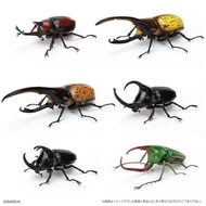 Bandai Capsule Toy Biological Illustrated Book Beetle 09 Beetle Doll
Unicorn Big Beetle